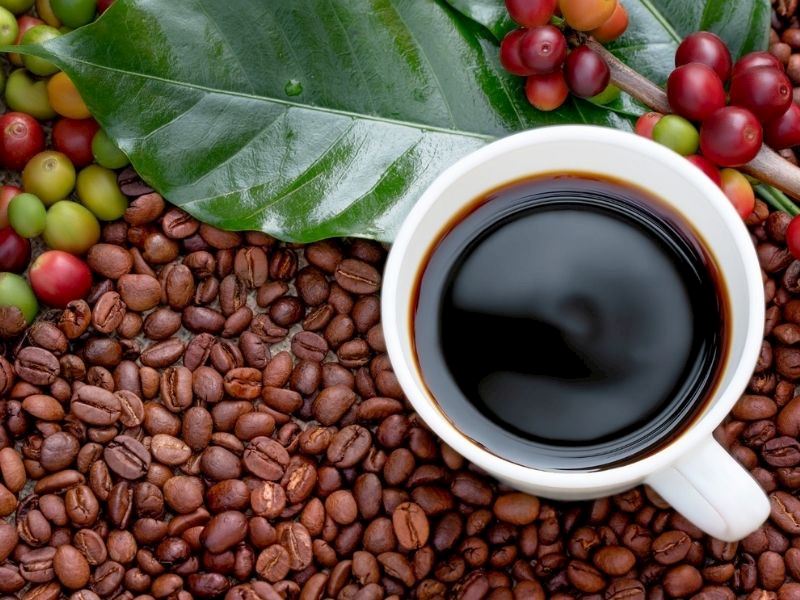 Robusta Kahvesi